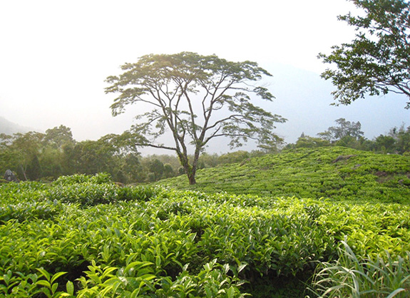 ダージリンの幻想的な茶畑風景