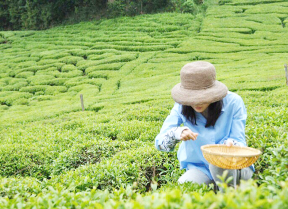 年に一度 新茶の茶摘み行事を行っております。